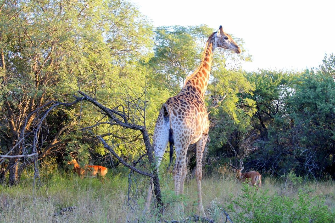 Ndlovu Log Home Dinokeng Klipdrift Eksteriør bilde
