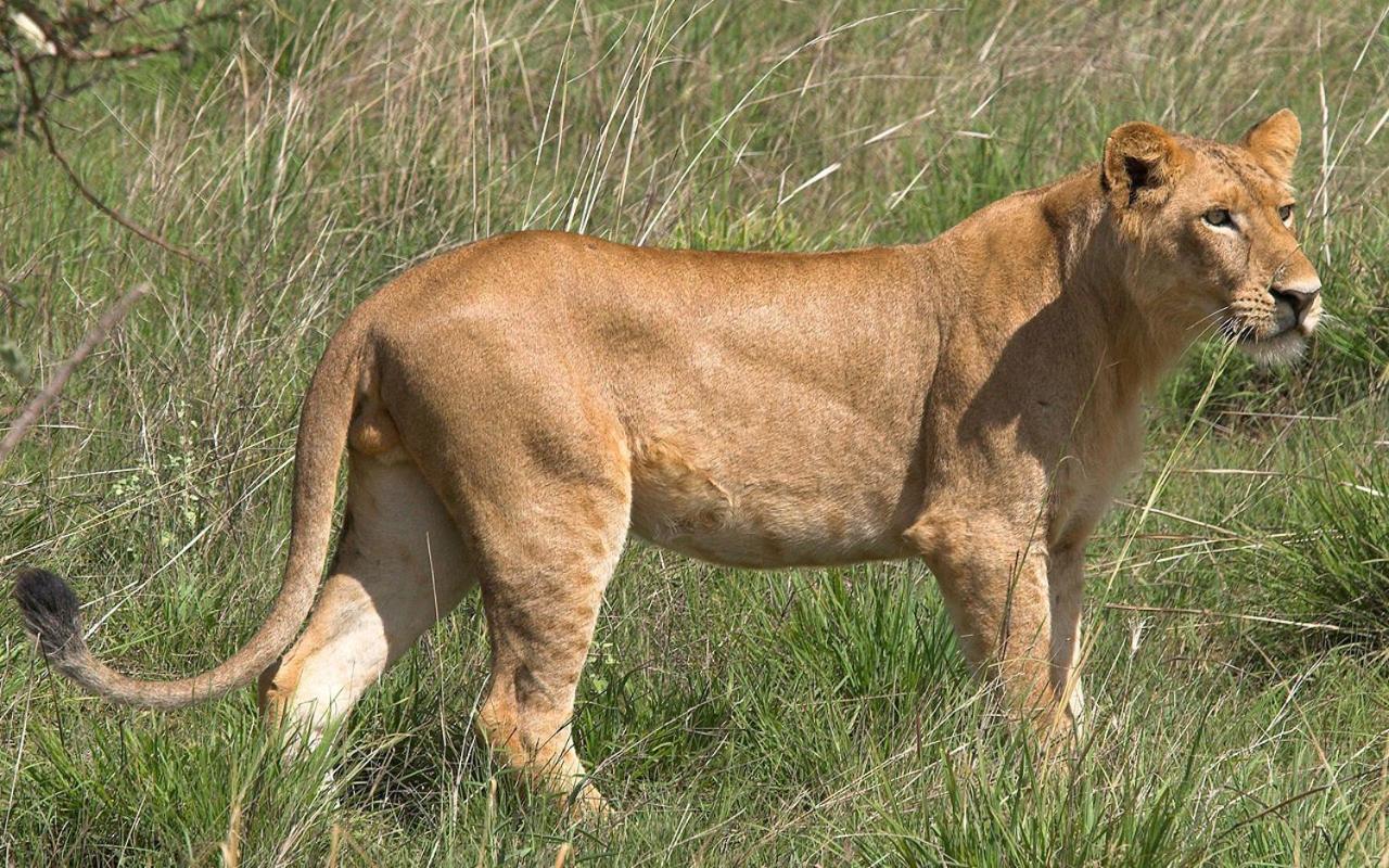 Ndlovu Log Home Dinokeng Klipdrift Eksteriør bilde