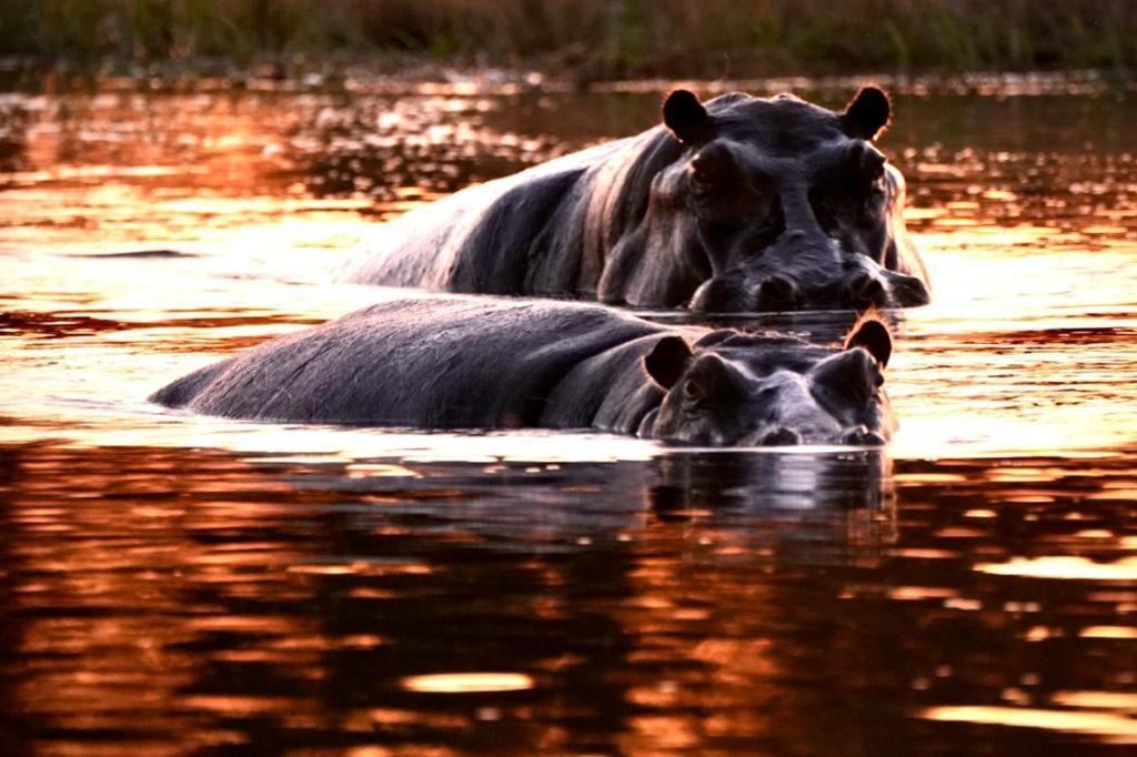 Ndlovu Log Home Dinokeng Klipdrift Eksteriør bilde