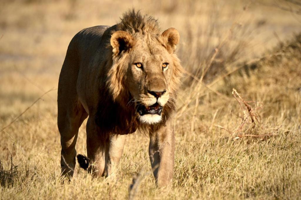 Ndlovu Log Home Dinokeng Klipdrift Eksteriør bilde
