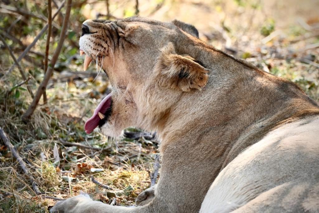 Ndlovu Log Home Dinokeng Klipdrift Eksteriør bilde