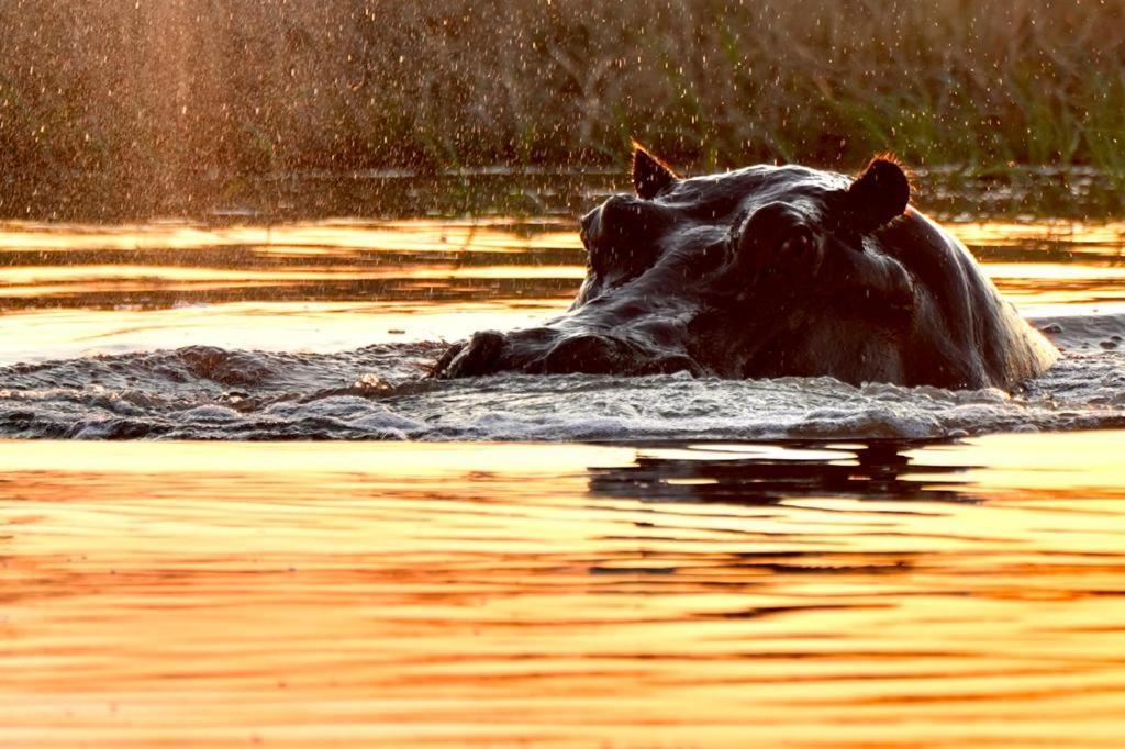 Ndlovu Log Home Dinokeng Klipdrift Eksteriør bilde