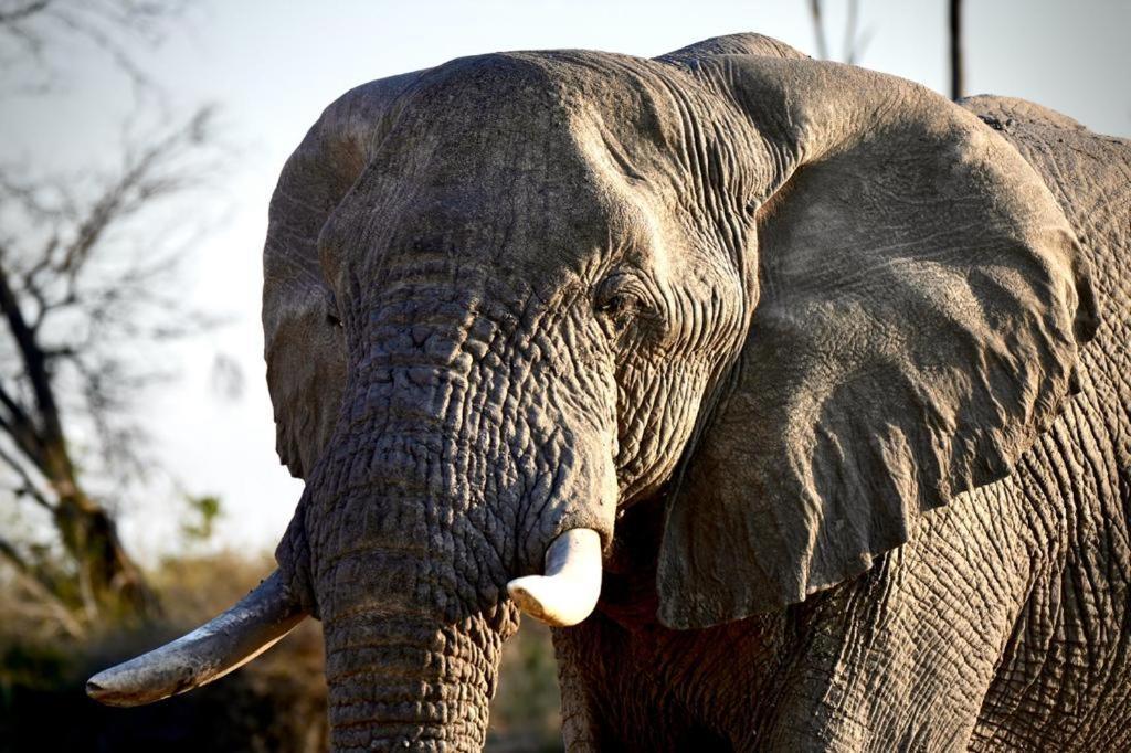 Ndlovu Log Home Dinokeng Klipdrift Eksteriør bilde