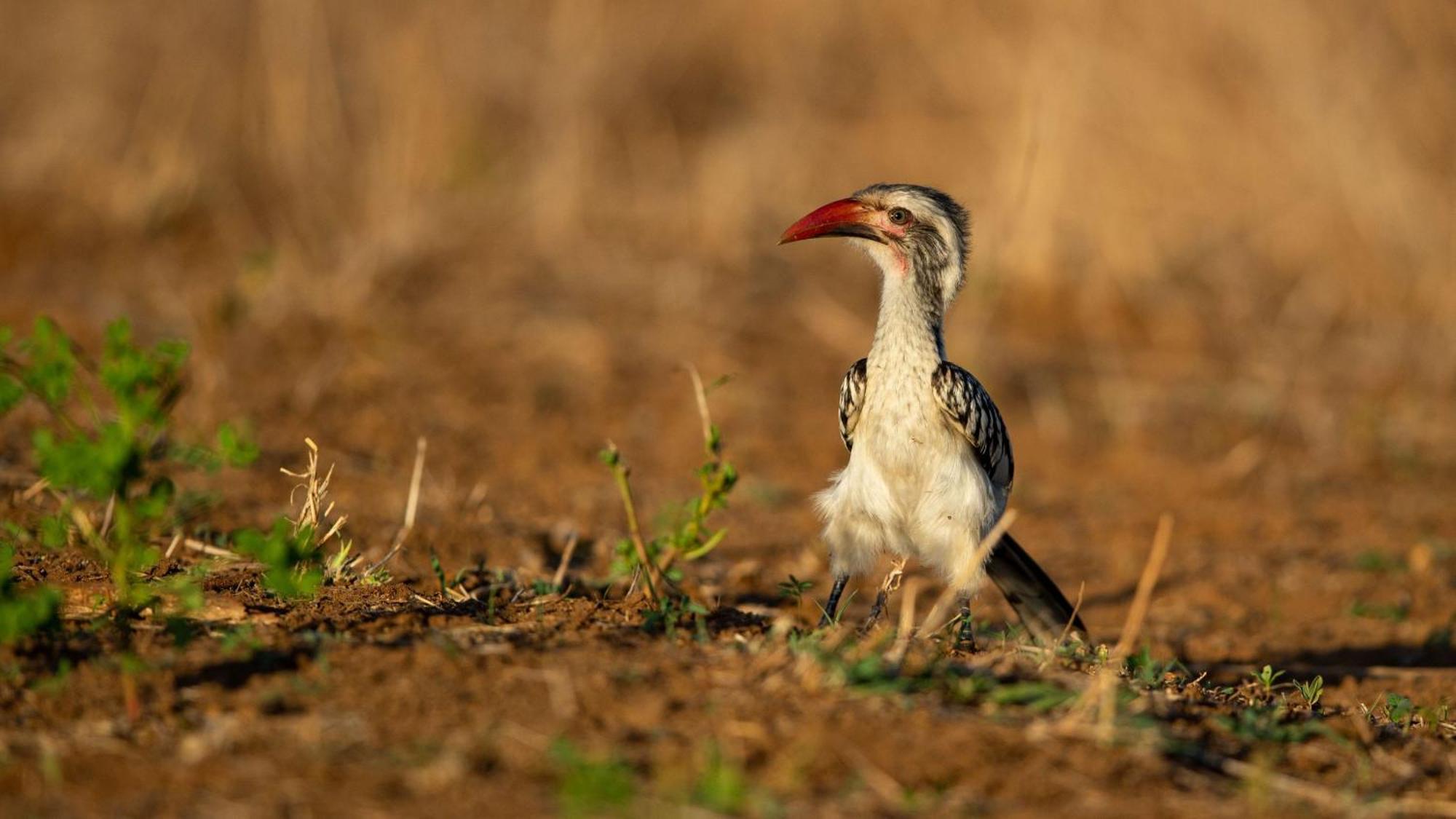 Ndlovu Log Home Dinokeng Klipdrift Eksteriør bilde