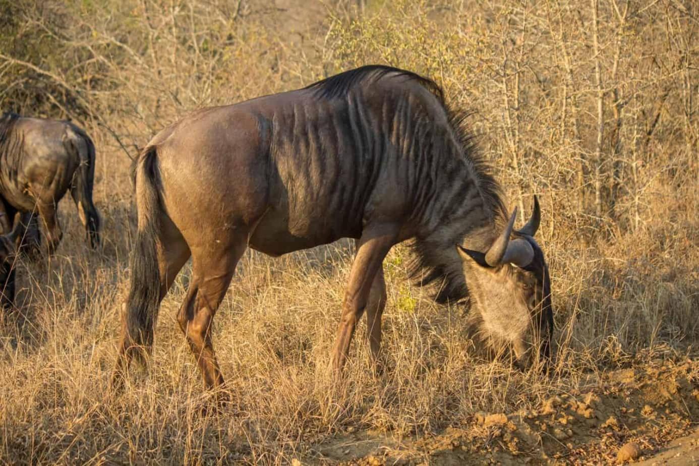 Ndlovu Log Home Dinokeng Klipdrift Eksteriør bilde