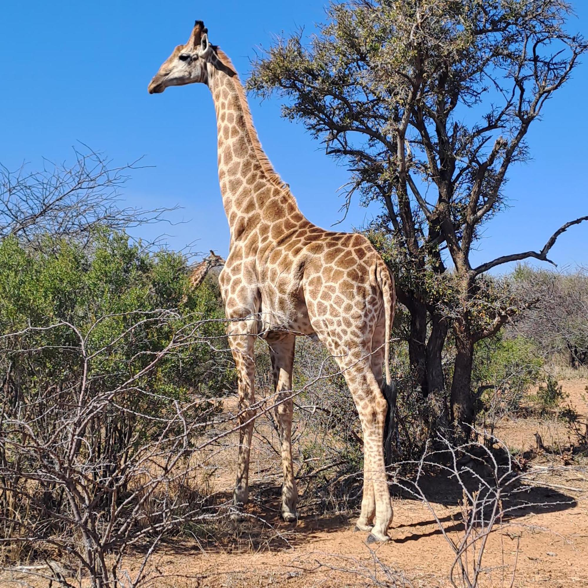 Ndlovu Log Home Dinokeng Klipdrift Eksteriør bilde